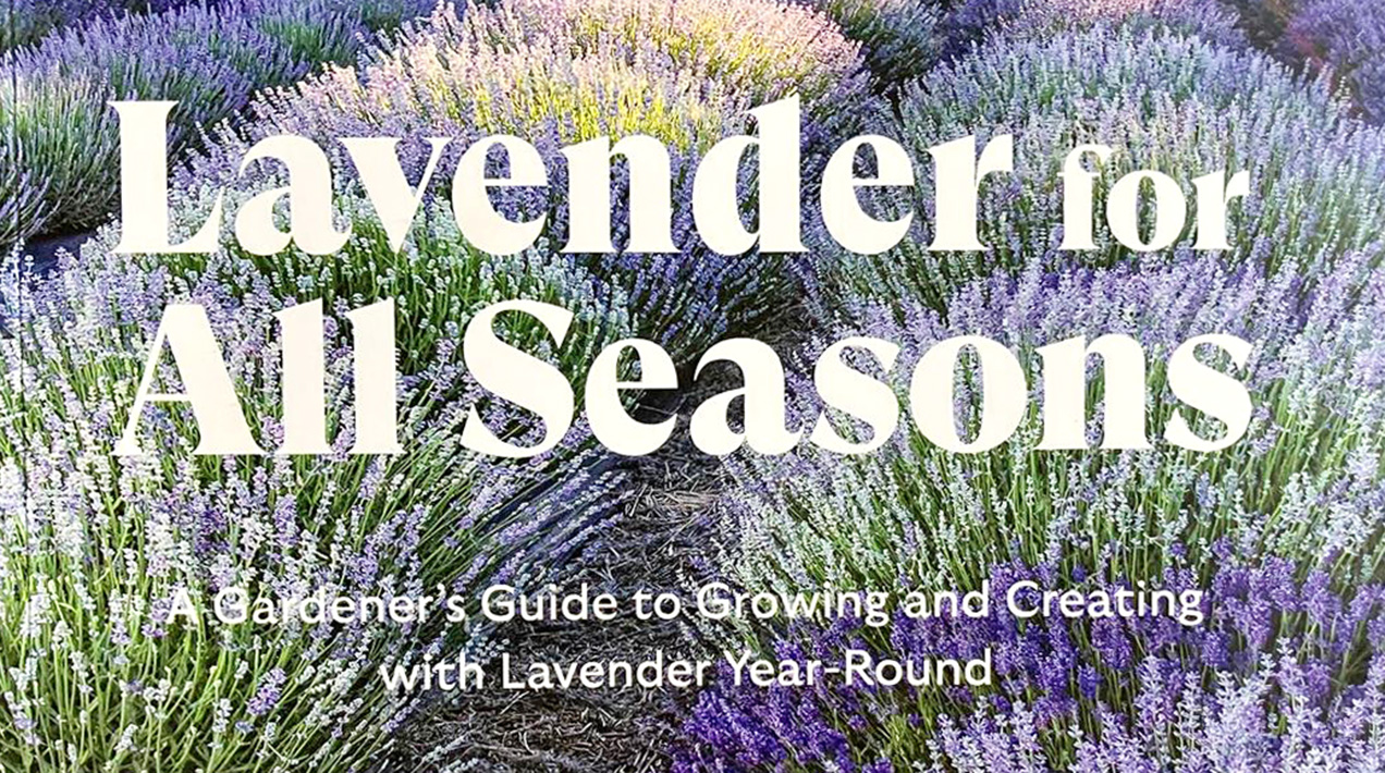 Lavender for All Seasons